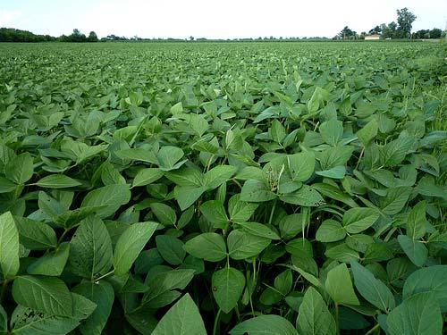 Chemical Control Poast Plus, Assure II, Select max, Assure & Fusilade in Soybeans