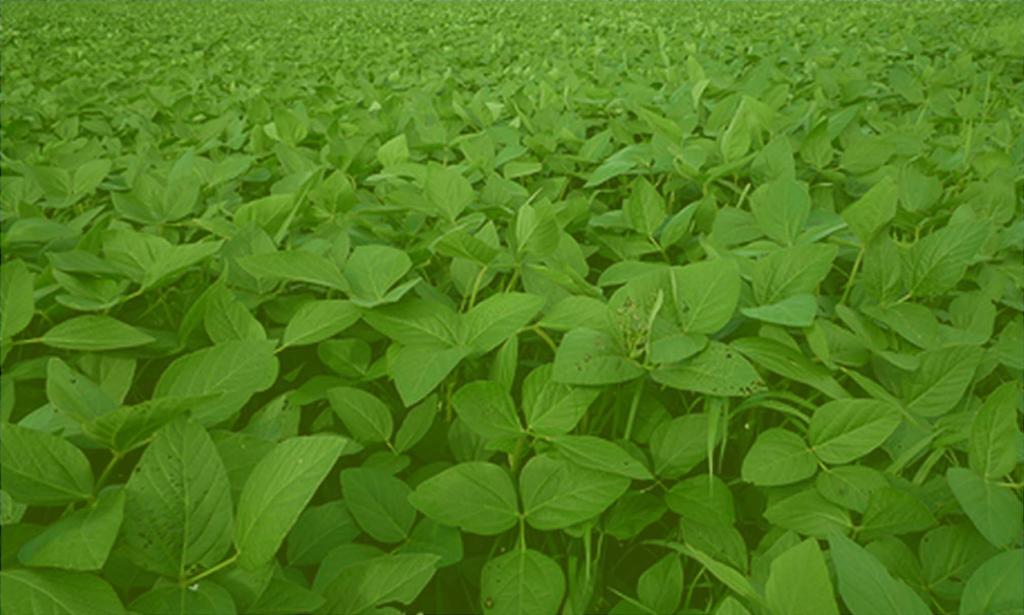 Soybeans and Alfalfa When will resistance hit Missouri?