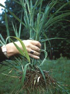 Johnsongrass Sorghum halepense Perennial that grows 6-8 ft tall Warm season grass Prolific rhizome producer