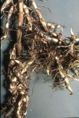 The Bad Johnsongrass Sorghum halepense Reproduces from seed and rhizomes Rhizomes have been found 5 ft deep Rhizomes can develop within 19 days of seedling