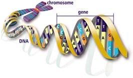 What is DNA? DNA stands for deoxyribonucleic acid and contains genetic information. It is found on chromosomes located in the nucleus of our cells. What makes up DNA?