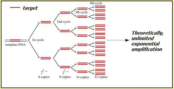 Appendix: Copy cycles