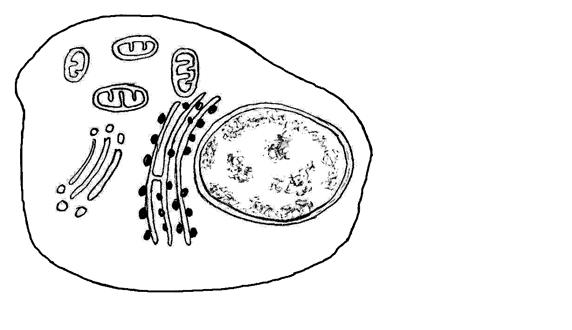Page v of vii 1.3.5 Organelle Z in the diagram on the previous page is shown in the diagram of a cell drawn below. Identify, name and label organelle Z on the diagram below.