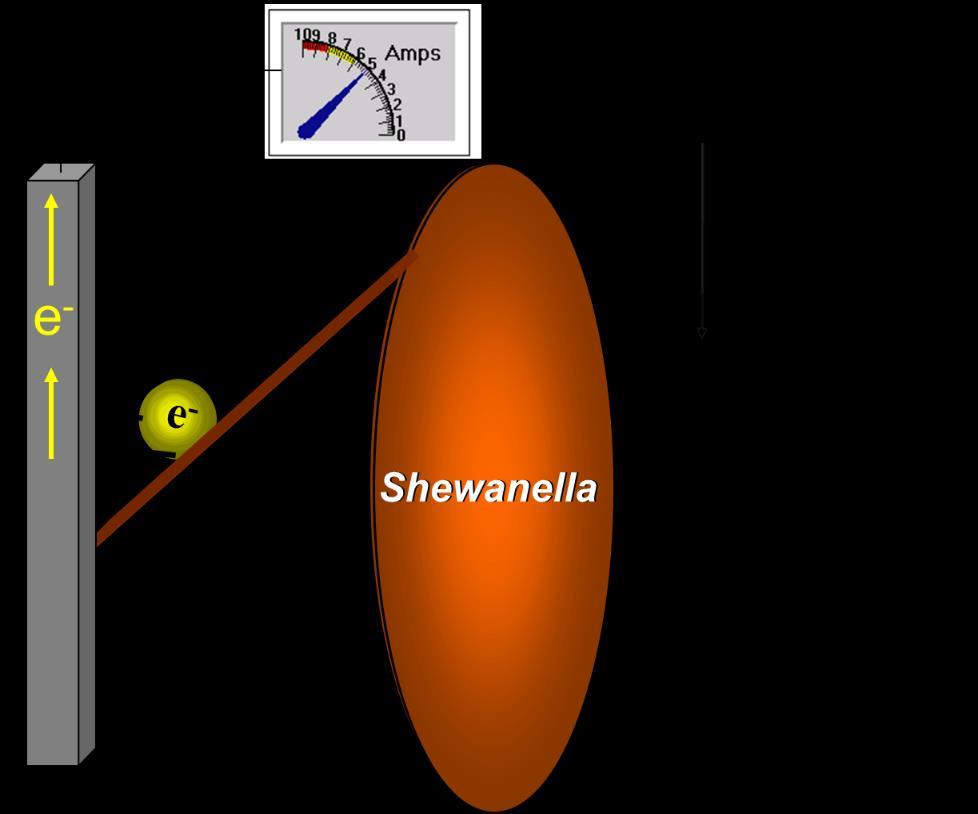Cells/ml Clue: Shewanella can use the pyomelanin they make as a terminal electron acceptor when O 2 is absent. a 1.E+09 b 1.E+08 Incubation with pyomelanin and without 1.E+07 1.