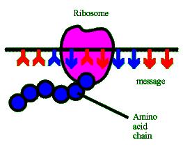 Proteins A protein is made of lots of little units called amino acids.