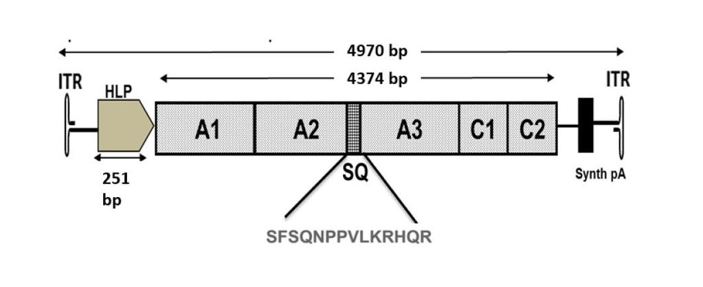 AAV-5 codon optimized FVIII B-domain deleted Insect cell