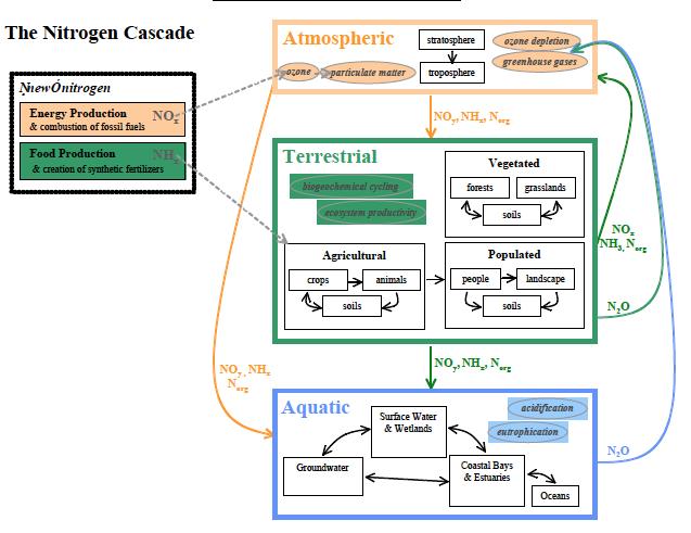 The Nitrogen Cascade The concept of the nitrogen cascade emphasizes that once a new Nr molecule is created, it can be