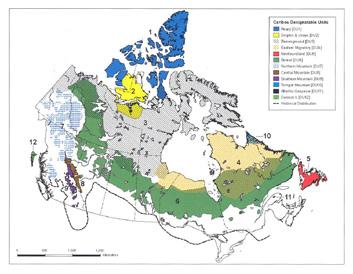 2. Species Ecology 2.1 Designatable Unit Classification Under COSEWIC Boreal caribou in Manitoba belong to the boreal population designatable unit (DU) 6 (COSEWIC 2011) (Figure 1).