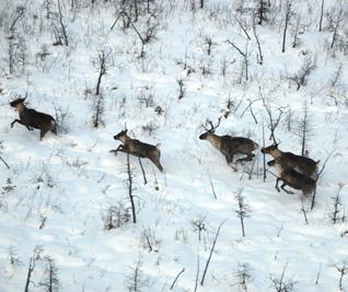 2.2 Physical Description Boreal caribou are a medium-sized (100-250 kg) subspecies of caribou belonging to the deer family (Cervidae) (Thomas and Gray, 2002).