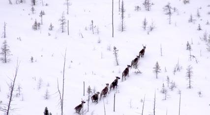 natural disturbances. 2. Standardizing monitoring Manitoba will develop and implement a standard provincial caribou monitoring program to provide updated data for boreal caribou across the province.