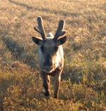 5. Management Unit Planning and Assessment Approach Manitoba Conservation and Water Stewardship supports an adaptive, landscape-management approach to the recovery of boreal caribou using the