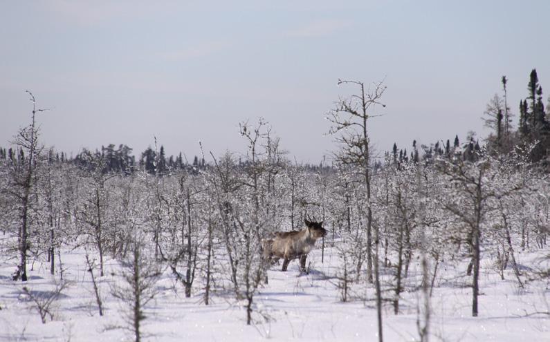 Message to the Public This draft of Manitoba s Boreal Woodland Caribou Recovery Strategy will be available for public comment on Manitoba Conservation and Water Stewardship s website for 60 days