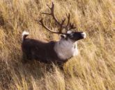 Many of those benefits can put boreal caribou and their habitat at risk.