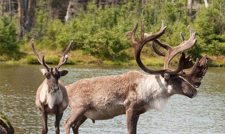 A METHODOLOGICAL FRAMEWORK FOR CARIBOU ACTION PLANNING IN SUPPORT OF THE CANADIAN BOREAL FOREST AGREEMENT Iteration 2 Prepared for: The Science Committee and the National Working Group on Goals 2 and