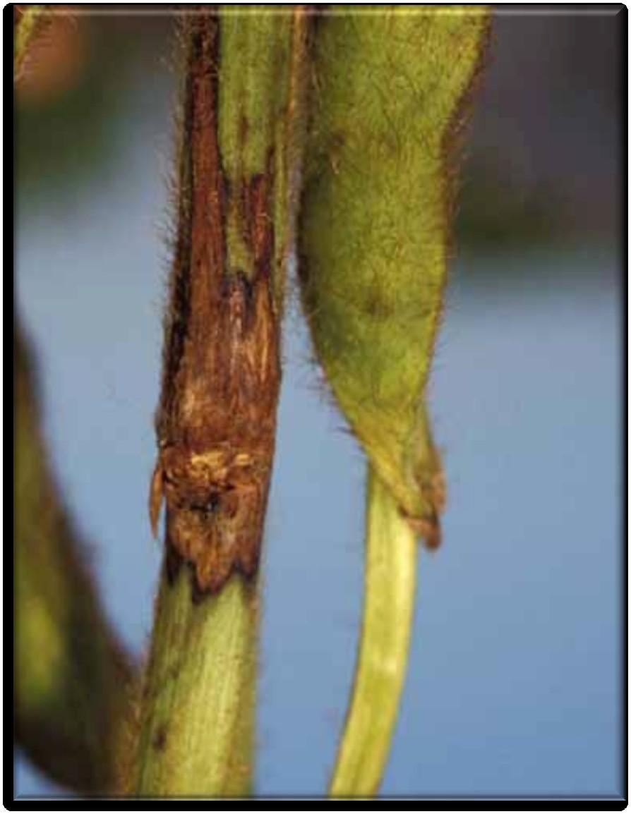 Leveraging Technology: Sequence Capture Southern Stem Canker (SSC) Malvick, 2002 Pathogen Facts Causative agent: Diaporthe phaseolorum f. sp.