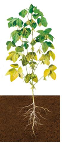 & Traits Seeds Treatment Weed Management Pest Management