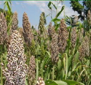 Sorghum Farming Introduction For a very long time, sorghum has been the mostly cultivated cereal crop especially in semi arid areas.