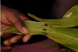 Stalk borer eats up the stem Holes on leaves is a sign of stem borer attack (b) Diseases The common diseases attacking sorghum are: Leaf blight Anthracnose- It is common during wet conditions.