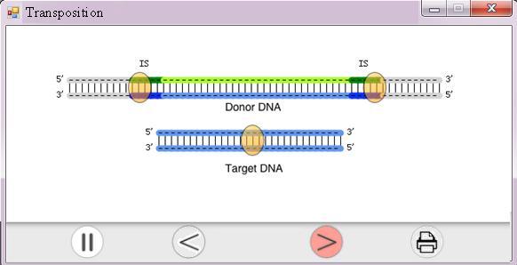 The gaps are filled by the host DNA polymerase and the nicks are sealed by the host DNA ligase.