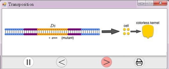 A Ds element is inserted into the C gene, changing it into a mutant (c gene) and resulting in the development of a colorless