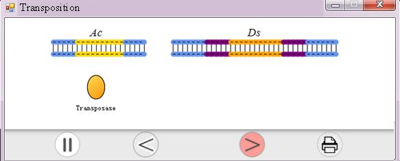 The transposase encoded by the Ac element removes the Ds element, reversing the mutation (the c allele returns to the wild type