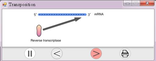 RNA polymerase travels to the promoter of the