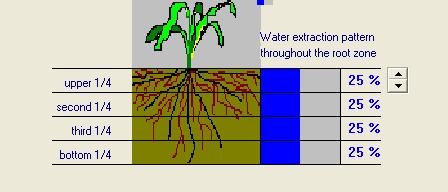 Water extraction pattern throughout the root zone