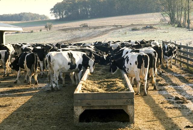 FIELD / PACKING FACILITY SANITATION Adjacent dairy farms Difficult for
