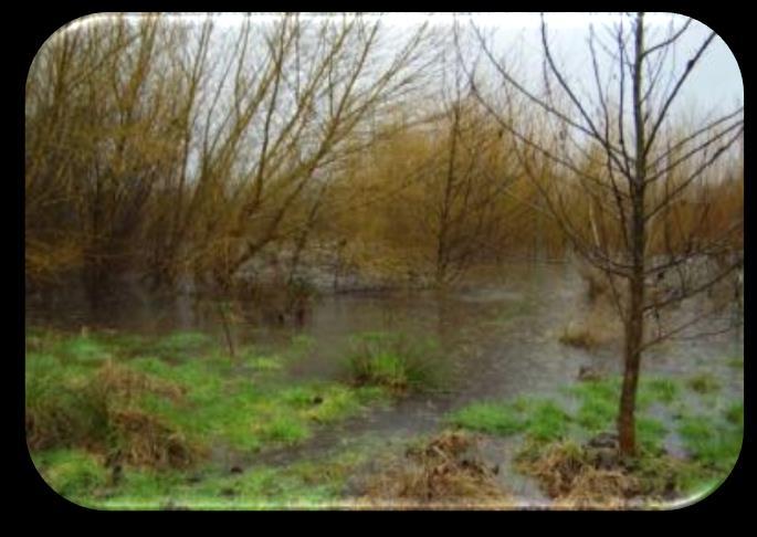floodplains and wetlands Many longstanding
