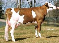 Jarrige R., 1976. Profil des vaches laitières de l avenir. Bull.Techn.