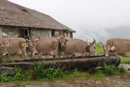 Purpose Cattle in Harsh