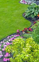 ZONE 1 HOME / YARD - 10 metres A FireSmart yard includes making smart choices for your plants, shrubs, grass and mulch.