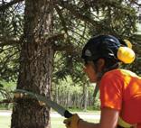 Trees further from your home TREE PRUNING A surface fire can climb trees quickly. Removing branches within 2 metres of the ground will help stop surface fires from moving into the tree tops.