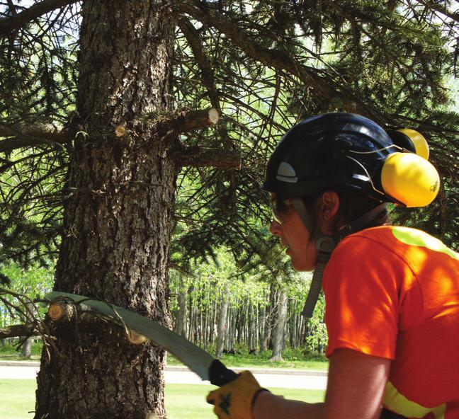 TREES FURTHER FROM YOUR HOME TREE PRUNING A surface fire can climb trees quickly. Removing branches within 2 metres of the ground will help stop surface fires from moving into the tree tops.