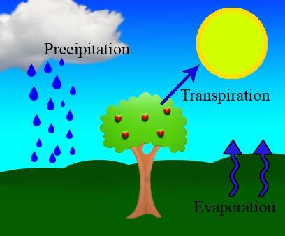 Scheduling Irrigation Remove guesswork. Water regularly.
