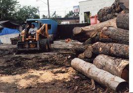Sean Gorham takes great care in cutting each log on the company s Wood-Mizer LT 40 Super Hydraulic (left), mindful of the stress that might be present in the logs, due to a lack of nutrients and