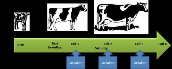 The Effect of Corn vs. Alfalfa Silage on the Carbon Footprint of Milk (Little et al.