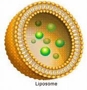 Types of Liposomal Products Route of