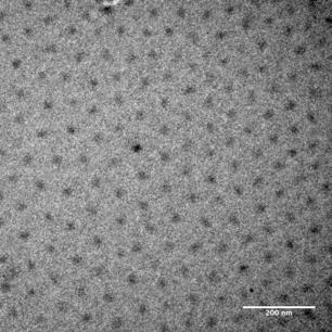 nanoparticles Paclitaxel nanoparticles 200 nm JA MacKay,