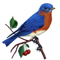 More Cavities Needed Bluebirds are cavity nesters the fields and orchards of early settlers increased habitat insect feeding on