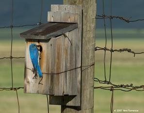 More Cavities Needed Solutions The North American Bird Society's efforts