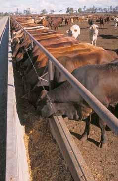 It is of little surprise that feedlots are becoming more important: such as in Australia 3, ' head Australian feedlot growth grainfed cattle