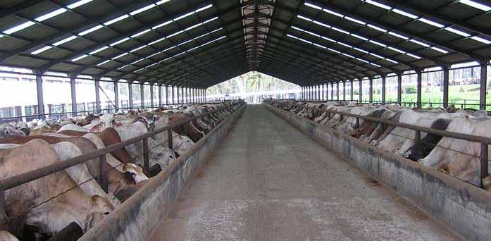 Exports of feeder cattle to a rapidly expanding modern feedlot sector in Indonesia 1, ' head