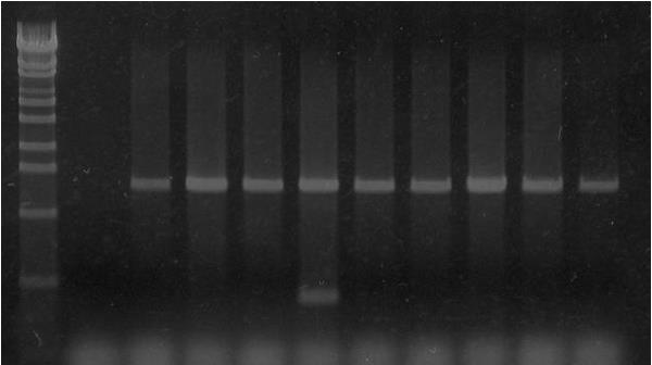 Figure 1. Agarose gel electrophoresis of the PCR products obtained with the duplex method M 1 2 3 4 5 6 7 8 9 10 1,279 bp ANS 338 bp FLO-40685-2 Lanes M = λecot14 I digest (19.3, 7.7, 6.2, 4.3, 3.