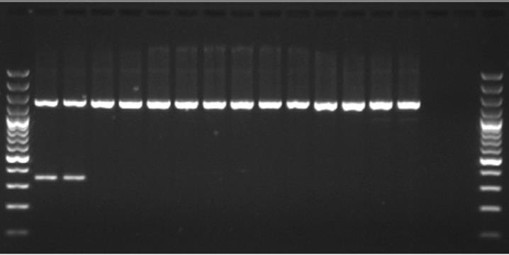 extraction from agarose gel; lane 4 = DNA AgeI digested; lane 5 = DNA undigested; lane 6 = ANS amplicon ClaI digested (591 bp, 688 bp); lane 7 = ANS amplicon undigested; lane 8 = DNA ClaI digested;