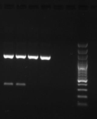 The amplification products were separated by agarose gel electrophoresis in a 1.0% (w/v) gel (Figure 6). Figure 6.