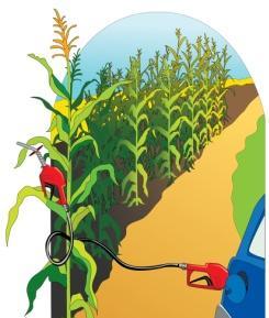 Direct Effects of Diverting Crops to Biofuels No Change in Emissions Car,