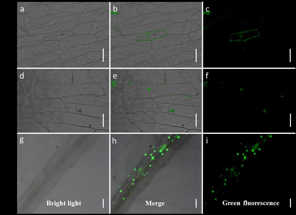 Supplementary Fig 3. Protein localization of ERF109. (a to c) 35S-GFP was used as a control in transient expression assay. Bars=200 μm.