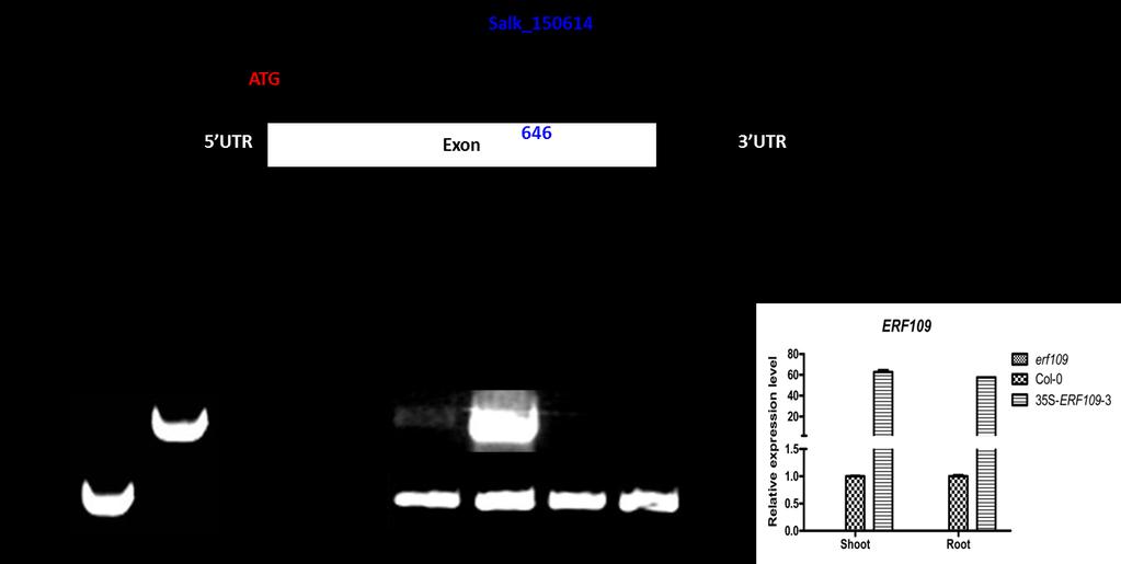 Supplementary Fig 4. Homozygous T-DNA insertion mutants of Salk_150614, and 35S-ERF109 were identified.