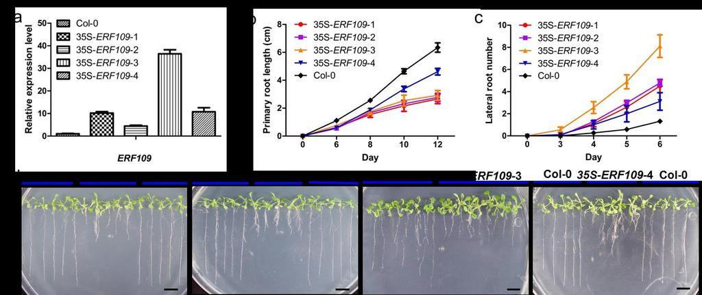 Supplementary Fig 5. The phenotypes of different 35S-ERF109 lines. (a) Identification of 35S-ERF109 plants.